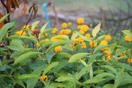Ban Ing Suan, Samutprakarn, Thailand