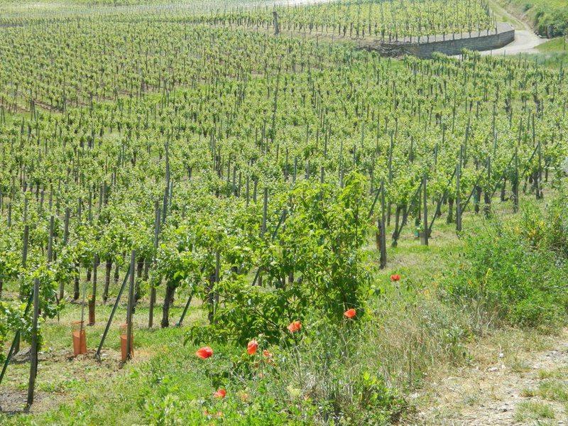 L'Hostellerie du Château, Eguisheim, France