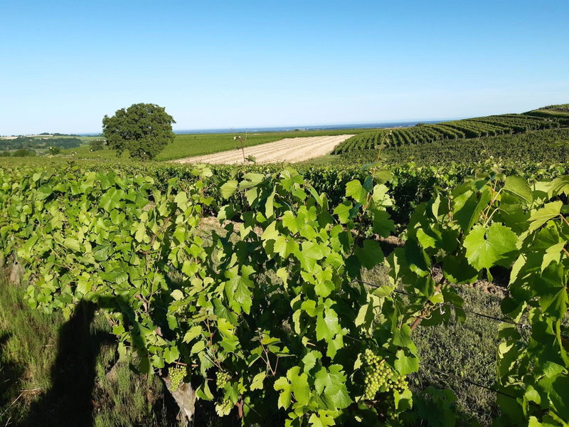 LES PRUNELLES Chambres d'hôtes, Pupillin, France