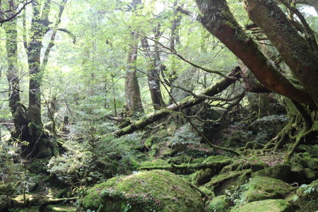Cottage Yakusugi House, Yakushima, Japan
