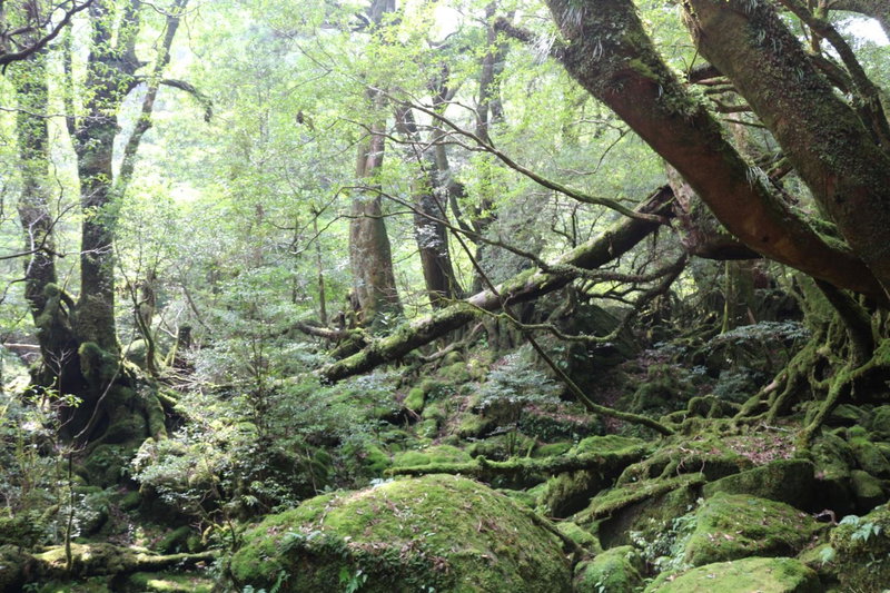 Cottage Yakusugi House, Yakushima, Japan