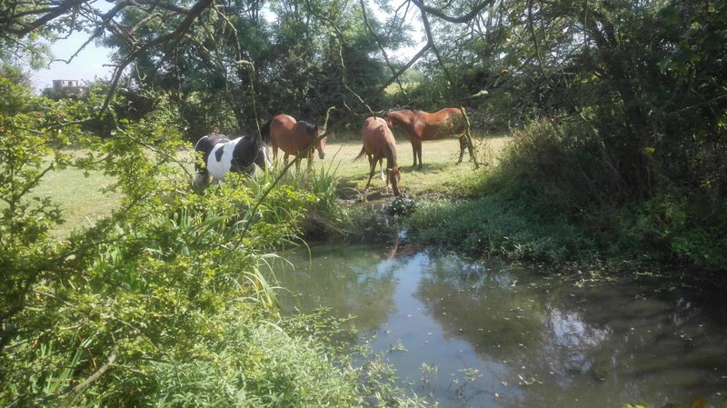 Brampton Dales Farm, Gainsborough, United Kingdom