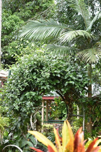 Eden House Retreat, Yungaburra, Australia