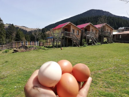 Pilav Dagi Yavuzyilmaz Tesisleri, Maçka, Turkey