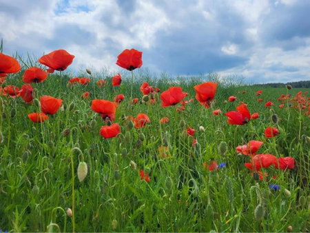 Giżycko-Przerwanki Domki Widok na Mazury, Giżycko, Poland