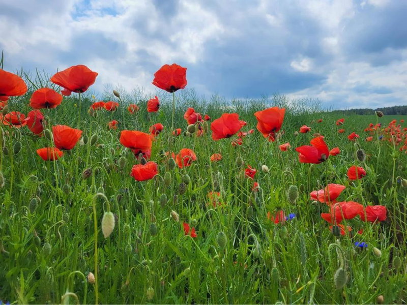 Giżycko-Przerwanki Domki Widok na Mazury, Giżycko, Poland