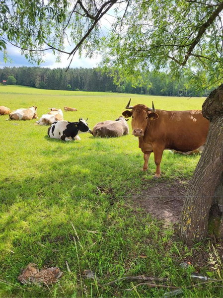 Giżycko-Przerwanki Domki Widok na Mazury, Giżycko, Poland