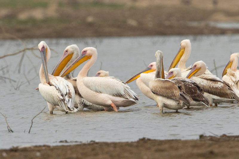 RAAS Chhatrasagar, Jaitaran, India