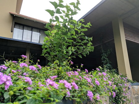 Homestay Namaha, Meppādi, India
