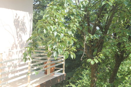 Junglaat Stays & Experiences, Dharamshala, India