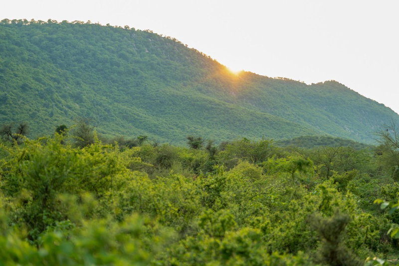Kutani Bagh Sariska, Tehla, India