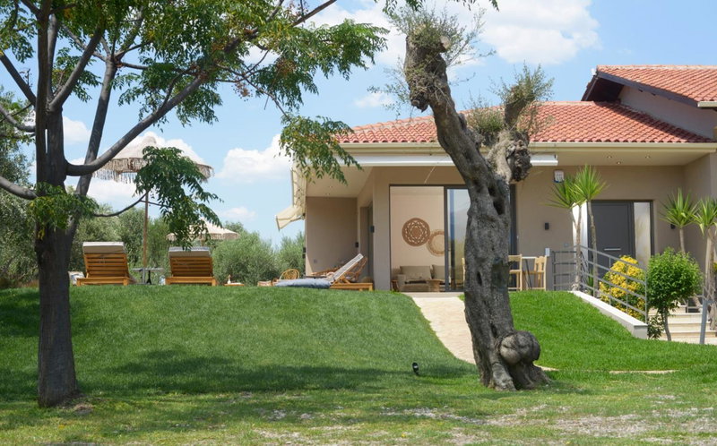 Elaia Grove, Kalamata, Greece