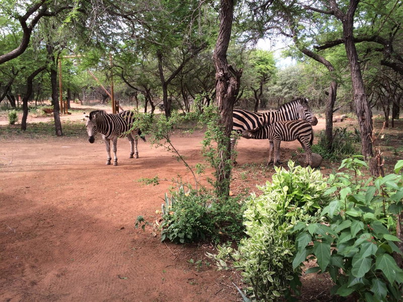 Kruger Cottage, Marloth Park, South Africa