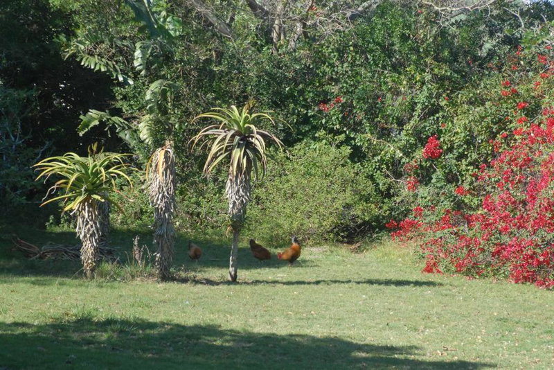 The Homestead - Simple Farm-Style Accommodation, Port Alfred, South Africa