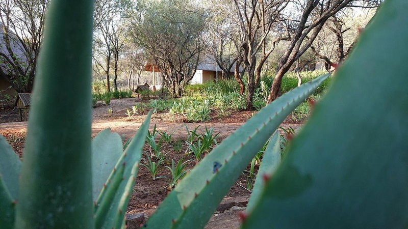 Tidimalo Lodge, Rustenburg, South Africa