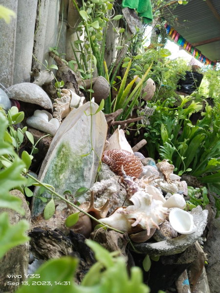 Shirley's Cottage - Pamilacan Island, Pamilacan, Philippines
