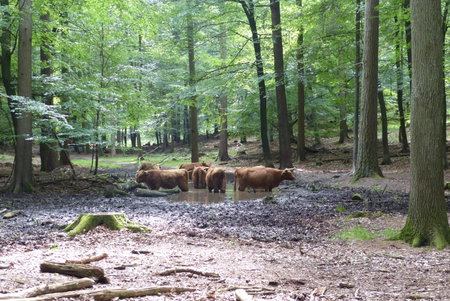 B&B Onder de rode beuk, Dieren, The Netherlands