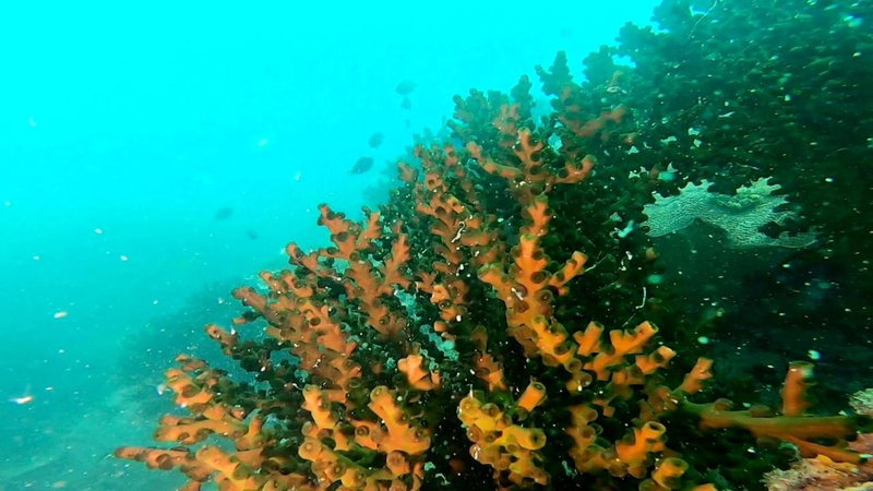 Ten RooMs, Teluk Bakau, Indonesia
