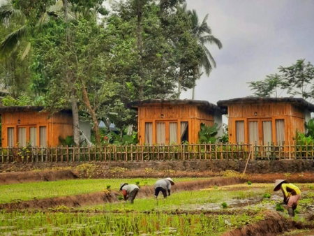 Sawah Ijen, Licin, Indonesia