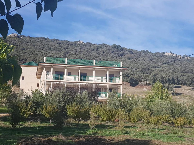 Le Chêne d´Azrou, Azrou, Morocco