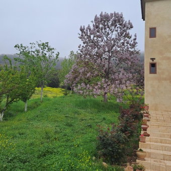 Le Chêne d´Azrou, Azrou, Morocco