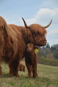 Penzión Dinda, Stará Ľubovňa, Slovakia