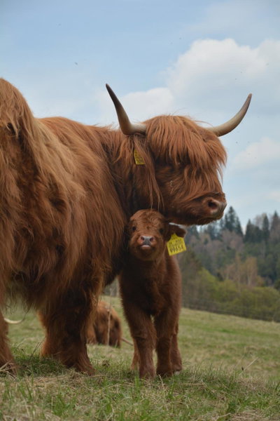 Penzión Dinda, Stará Ľubovňa, Slovakia