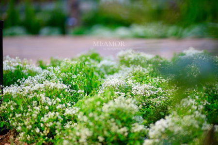 DD Hospitality - Mi Amor Da Lat, Da Lat, Vietnam
