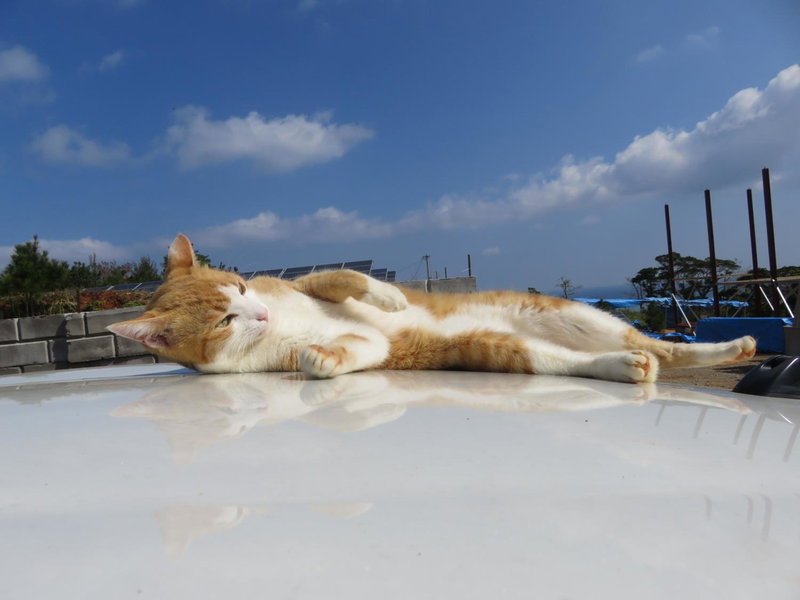 Okinawa Freedom, Nakijin, Japan
