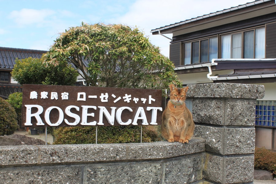 Rosencat, Sado, Japan