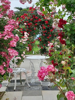 Rosencat, Sado, Japan