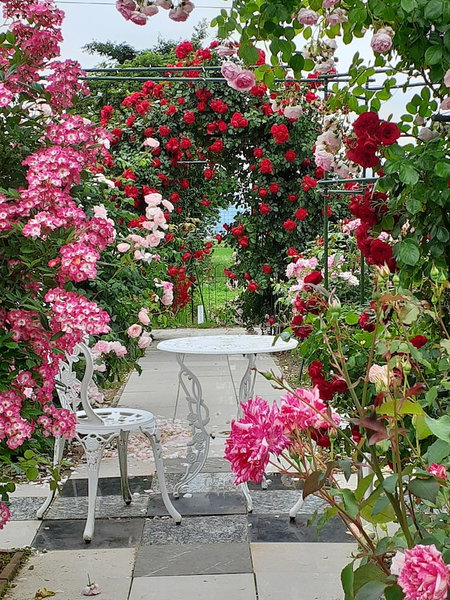 Rosencat, Sado, Japan