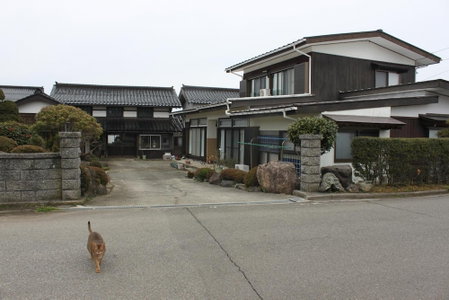 Rosencat, Sado, Japan
