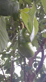 ฮ้างนาตาจันทร์, Pua, Thailand