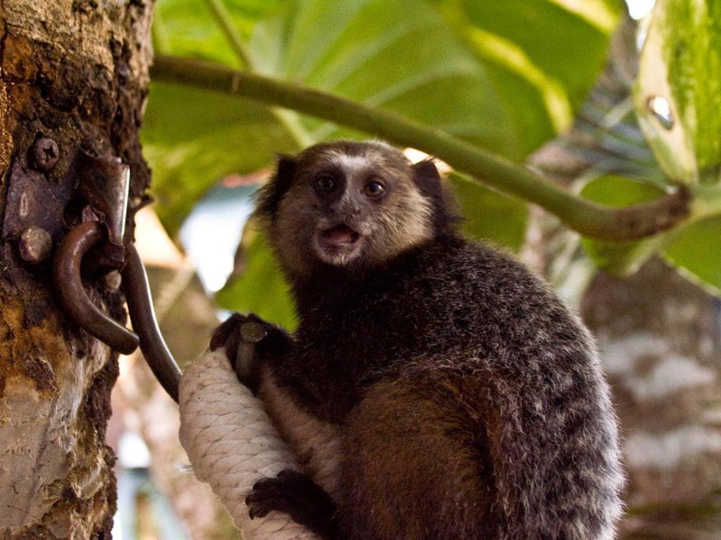 Pousada Bambu, Itacaré, Brazil
