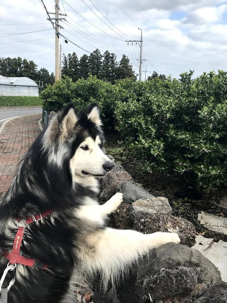 Jeju Joyhouse, Seogwipo, South Korea