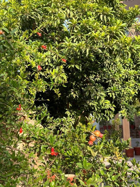 Sudarshan Homestay, Jodhpur, India
