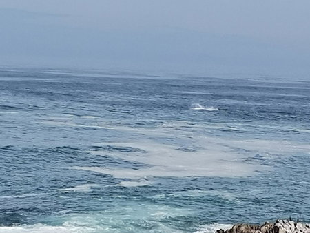 La Melamire On the Rocks Bed & Breakfast, Gansbaai, South Africa