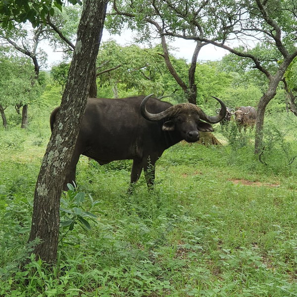 Kingfisher Creek Safari Lodge, Hoedspruit, South Africa