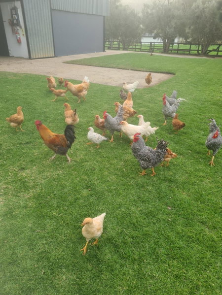 Prosper Stud Guest House, Robertson, South Africa