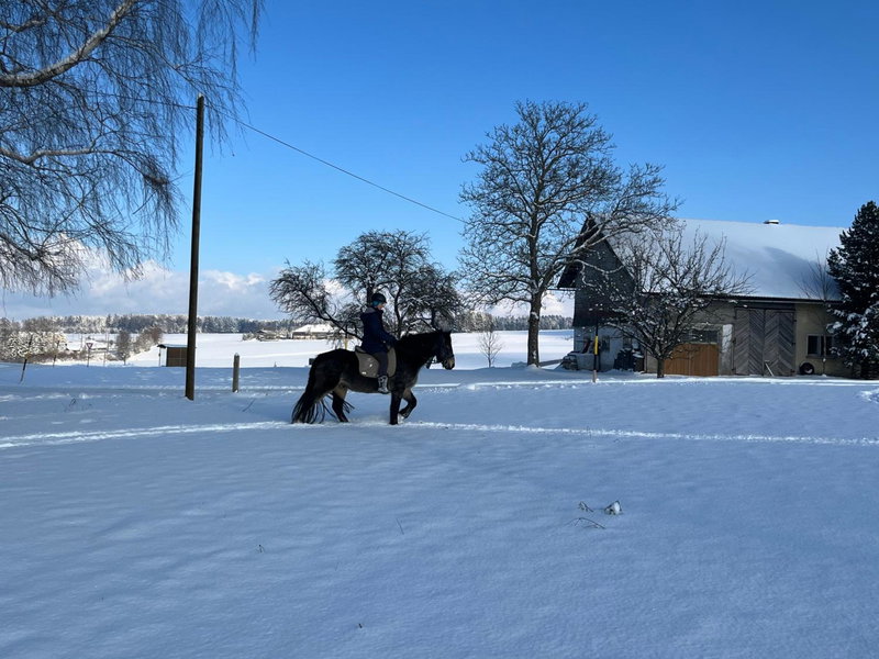 Pferdehof Thomayer, Strasswalchen, Austria