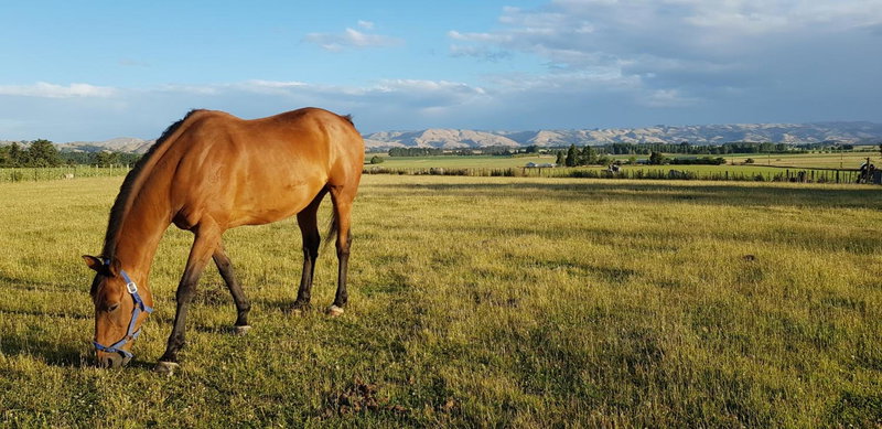 Estancia farm stay, Masterton, New Zealand