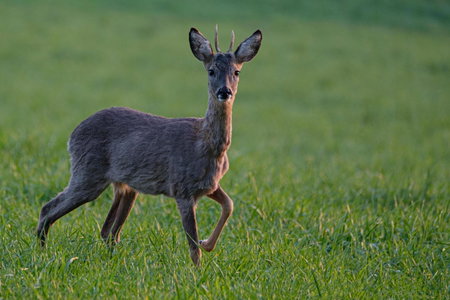 Ardenne essentielle, Daverdisse, Belgium