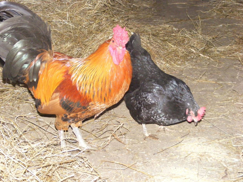 Ferme Hurlet, Stavelot, Belgium