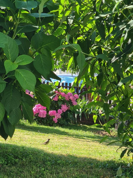 Happy Sparrow, Karlovac, Croatia