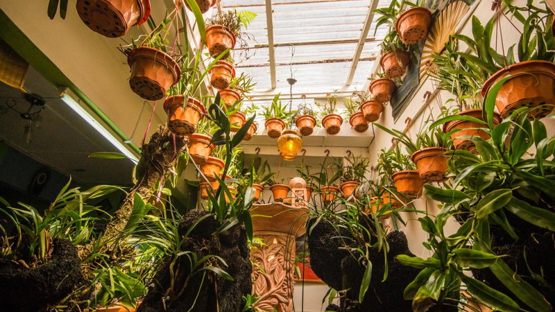 Orchid Haven, Cameron Highlands, Malaysia