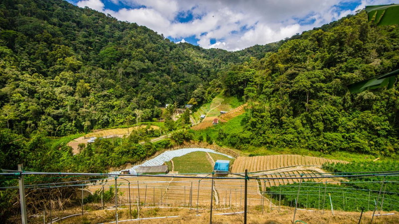 Orchid Haven, Cameron Highlands, Malaysia