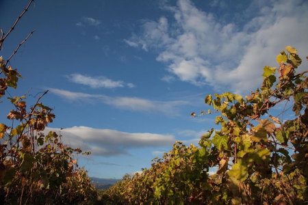 Feudo Vagliasindi -Wine Experience-, Randazzo, Italy