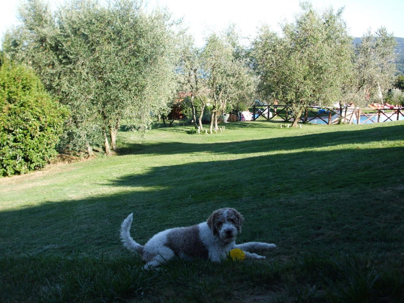 Poggio Agli Ulivi, Barberino di Mugello, Italy