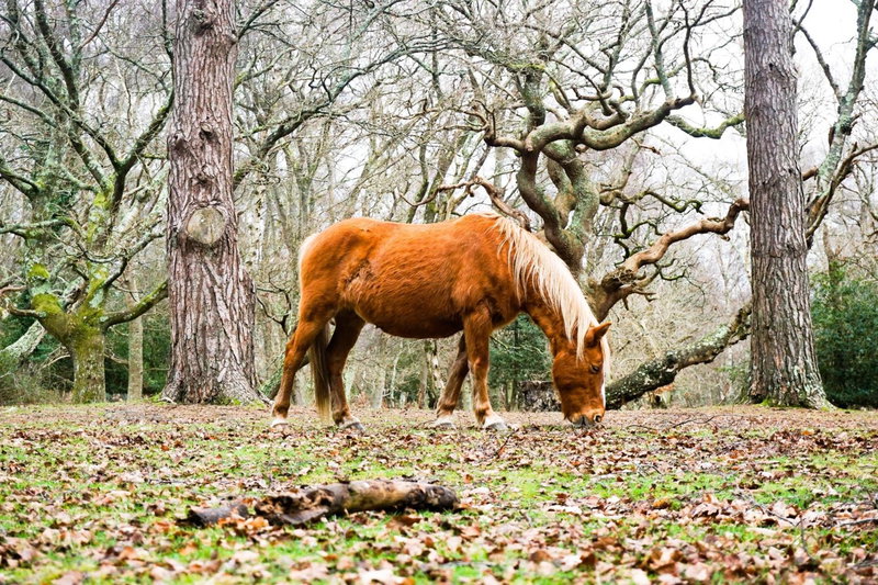 New Forest Lodge, Landford, United Kingdom